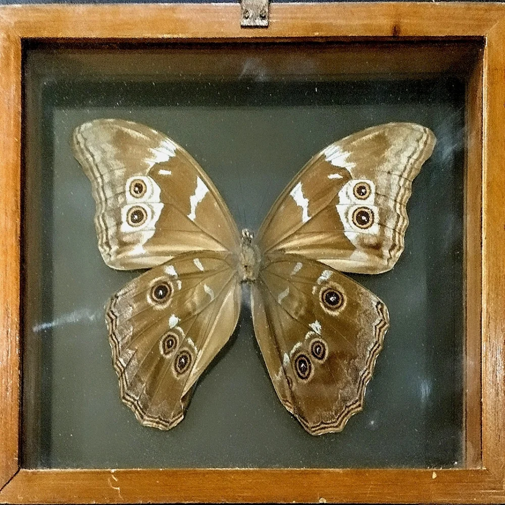 Blue butterfly- Morpho amathonte- Framed And Mounted - Picture 2 of 2